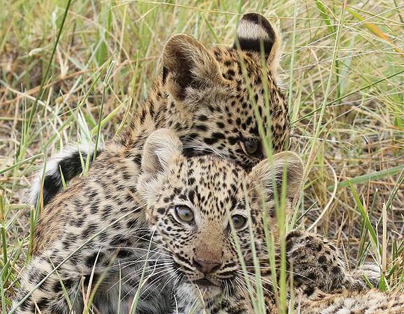 Delta of Okavango