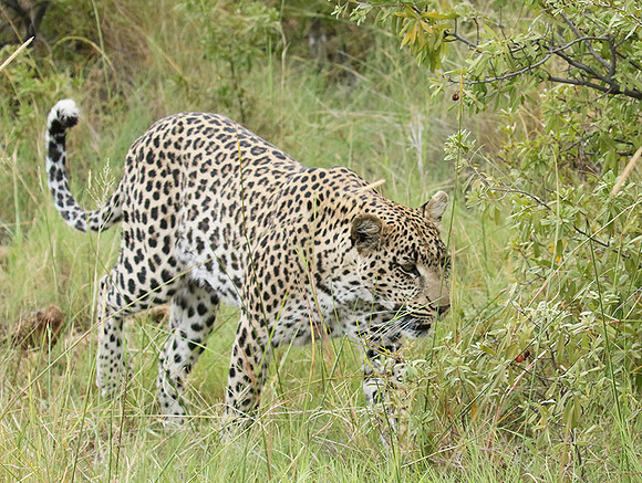 Delta of Okavango