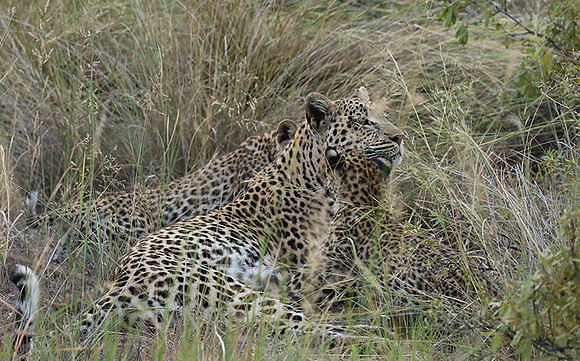 Delta of Okavango