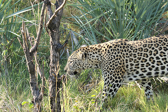 Leopard Moemedi - Delta of Okavango