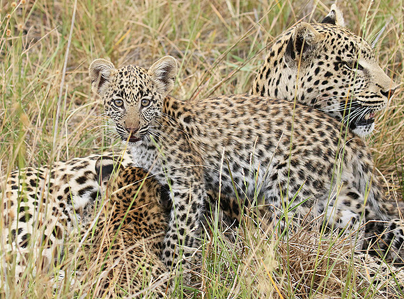 Delta of Okavango
