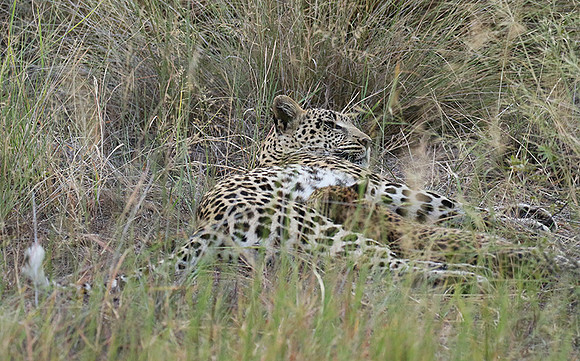 Delta of Okavango