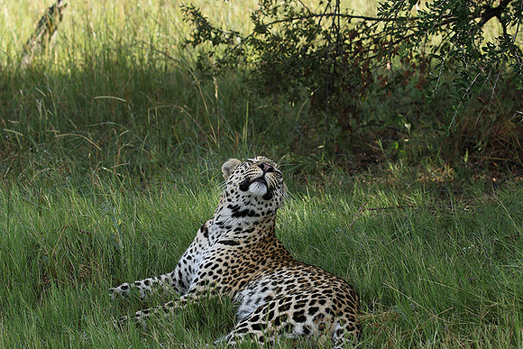 Leopard Moemedi - Delta of Okavango