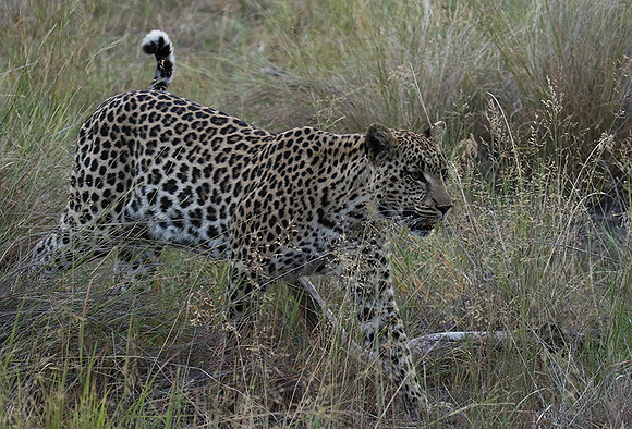 Delta of Okavango