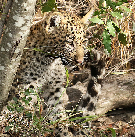 Delta of Okavango
