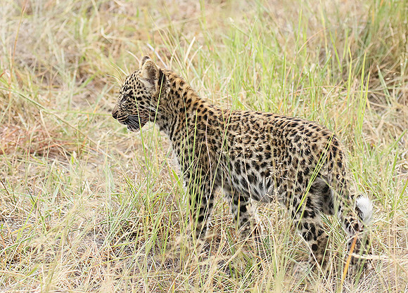 Delta of Okavango