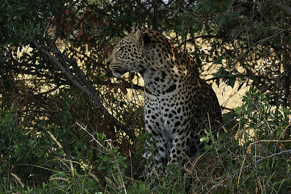 Leopard Moemedi - Delta of Okavango