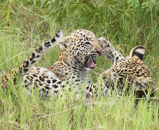 Delta of Okavango