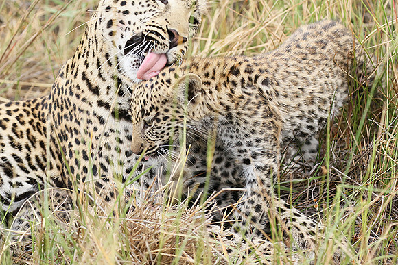 Delta of Okavango