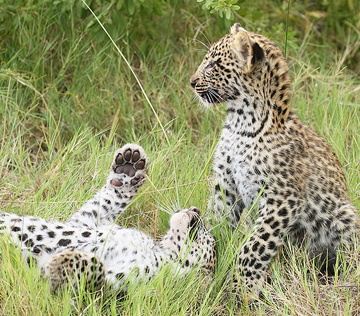 Delta of Okavango