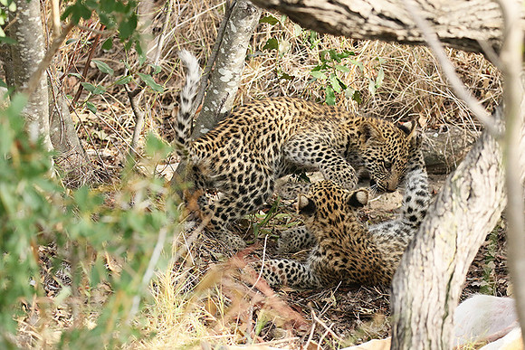 Delta of Okavango