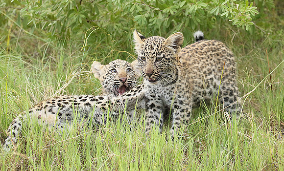 Delta of Okavango