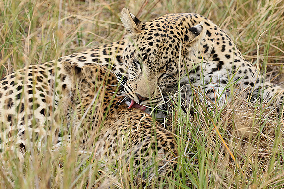Delta of Okavango