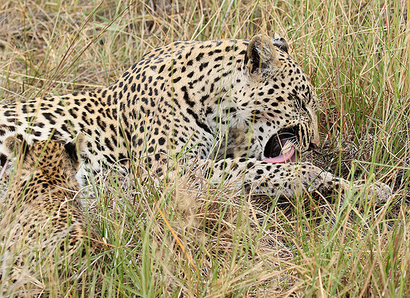Delta of Okavango