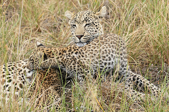 Delta of Okavango
