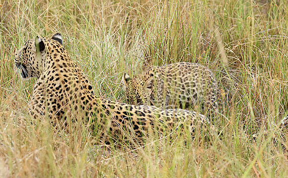 Delta of Okavango