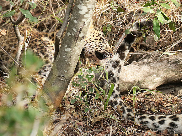 Delta of Okavango