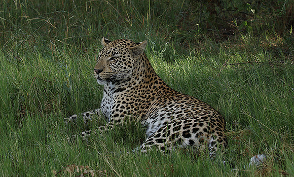 Leopard Moemedi - Delta of Okavango