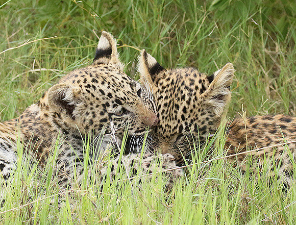 Delta of Okavango