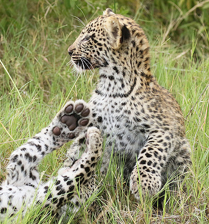 Delta of Okavango