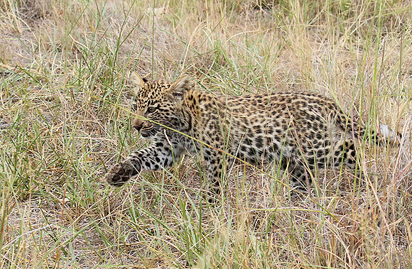 Delta of Okavango