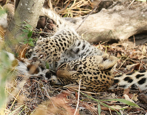 Delta of Okavango
