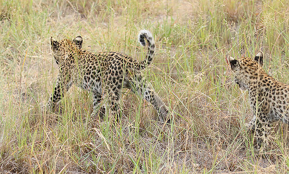 Delta of Okavango