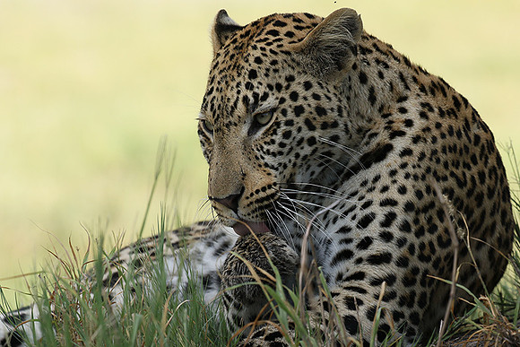 Leopard Moemedi - Delta of Okavango