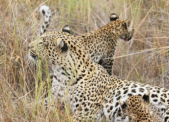 Delta of Okavango