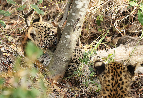 Delta of Okavango