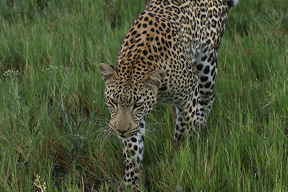 Leopard Moemedi - Delta of Okavango