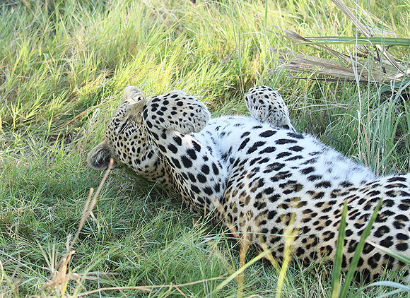 Leopard Moemedi - Delta of Okavango