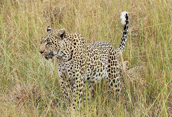Delta of Okavango