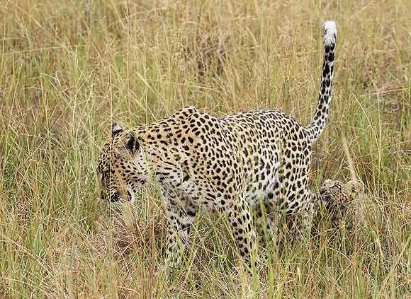 Delta of Okavango