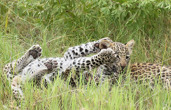 Delta of Okavango