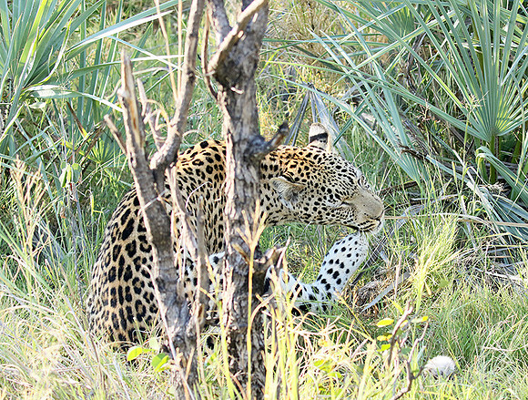 Leopard Moemedi - Delta of Okavango