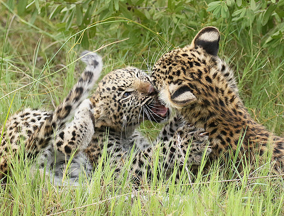 Delta of Okavango
