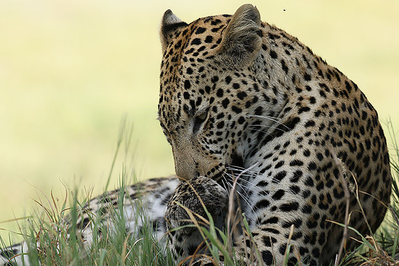 Leopard Moemedi - Delta of Okavango