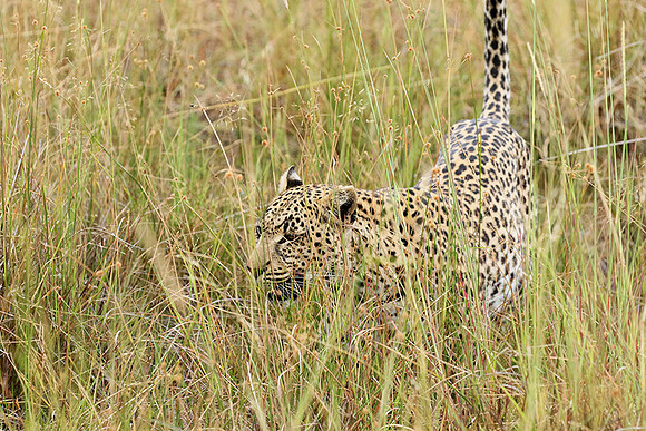 Delta of Okavango