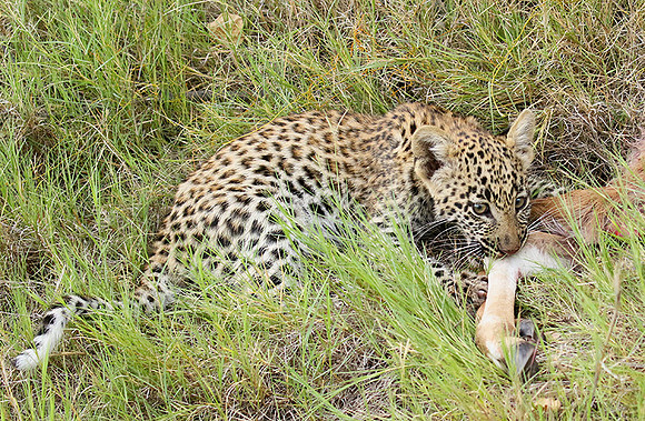 Delta of Okavango