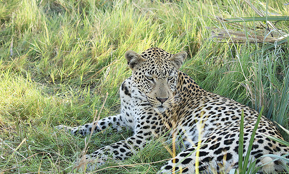 Leopard Moemedi - Delta of Okavango