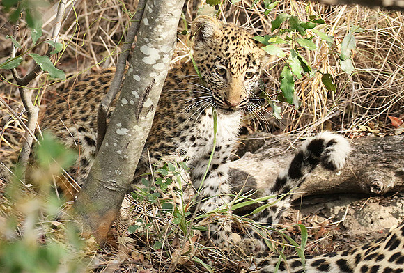 Delta of Okavango