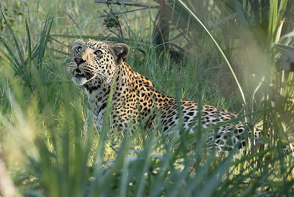 Leopard Moemedi - Delta of Okavango