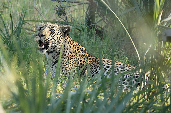 Leopard Moemedi - Delta of Okavango