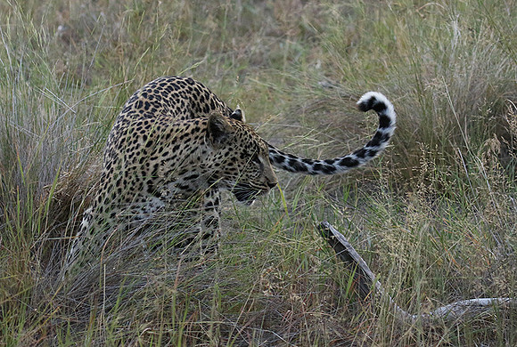 Delta of Okavango
