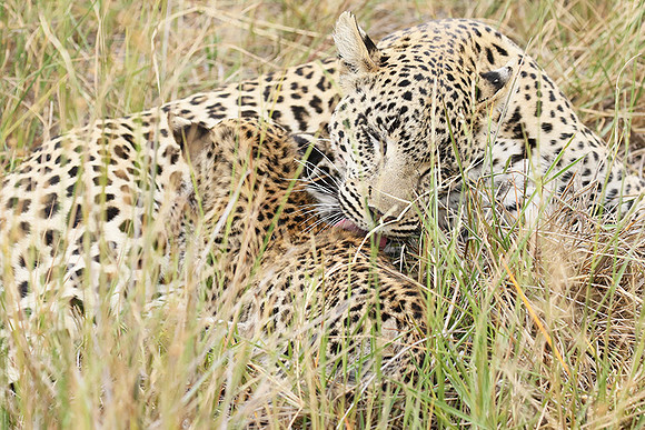 Delta of Okavango