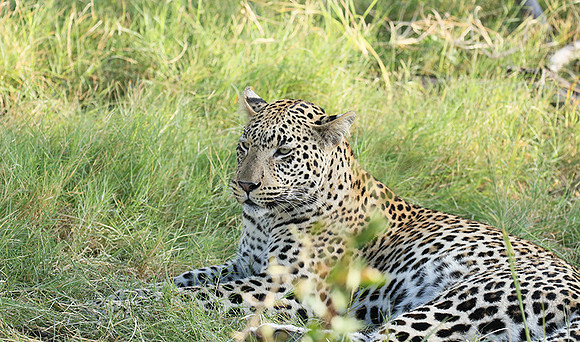 Leopard Moemedi - Delta of Okavango