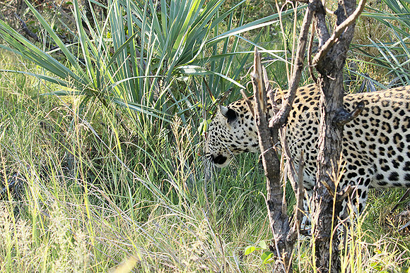 Leopard Moemedi - Delta of Okavango