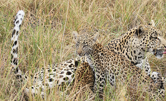 Delta of Okavango