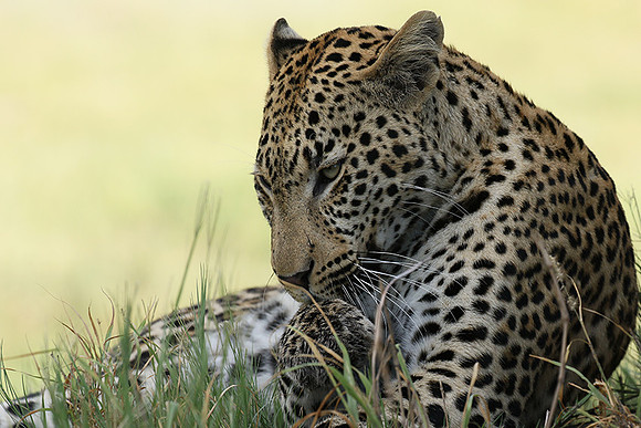 Leopard Moemedi - Delta of Okavango
